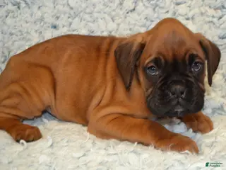 Boxer dogs Rambo - Ad 24