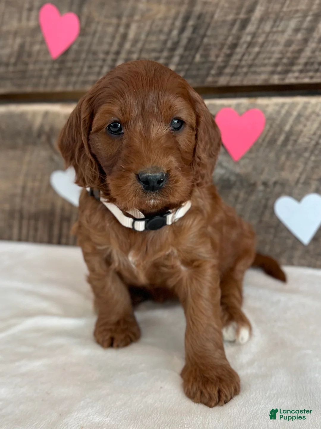 Irish Doodle dogs for sale: Sage - Ad 18