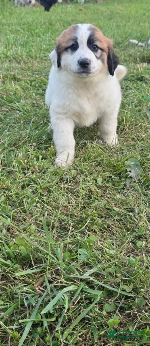 Mixed Breed dogs Lola  - Ad 1