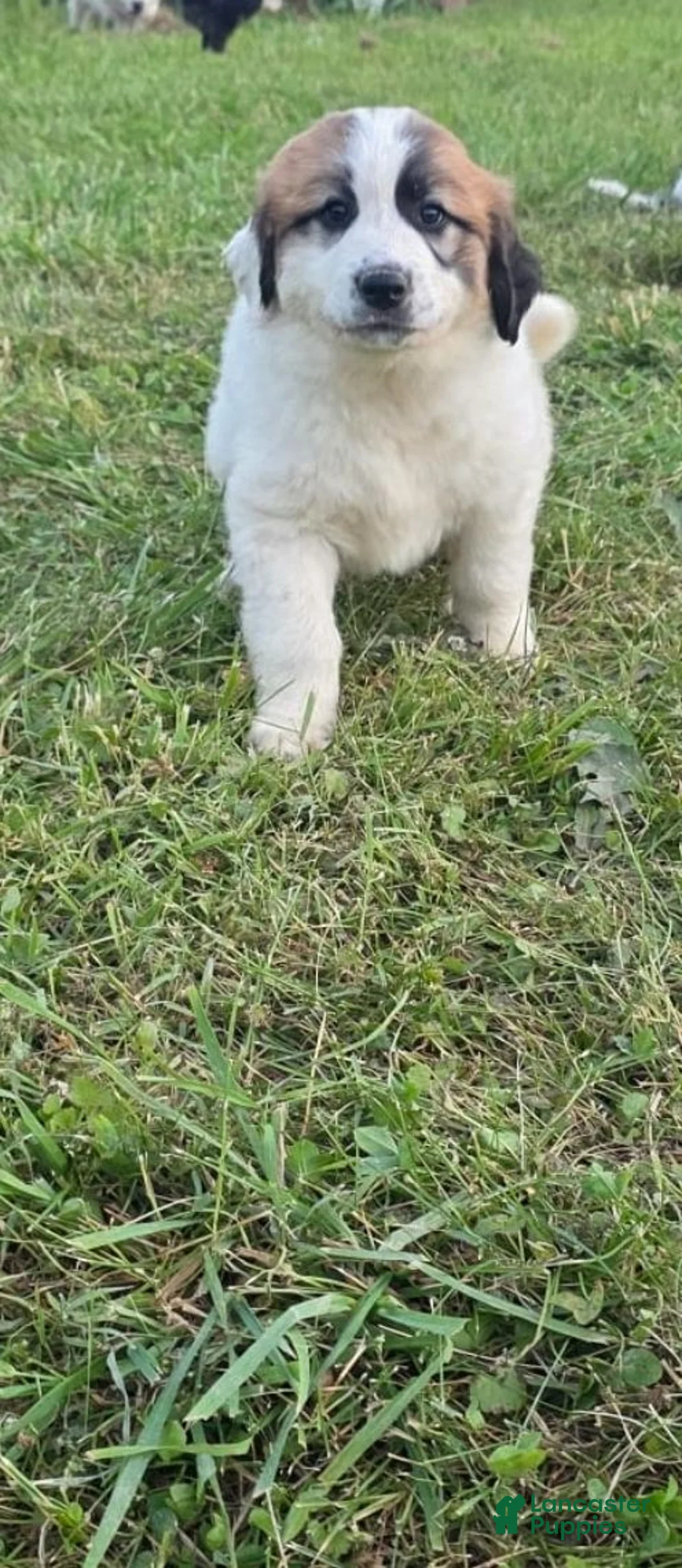 Mixed Breed dogs for sale: Lola  - Ad 1