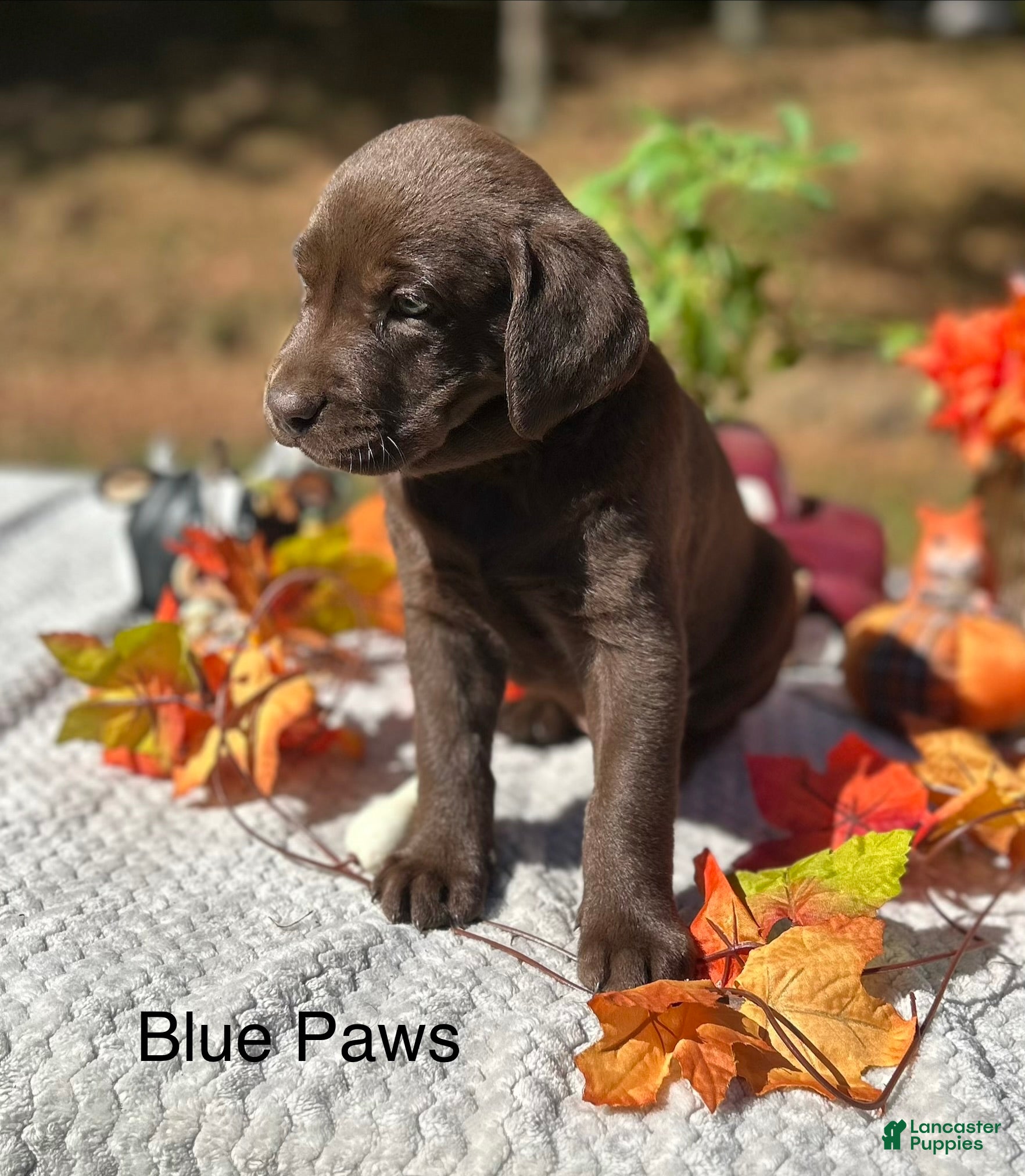 Labrador Retriever dogs Labrador Retriever 6 - Ad 14