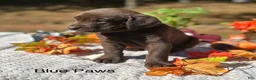 Labrador Retriever dogs for sale: Labrador Retriever 6 - Ad 1