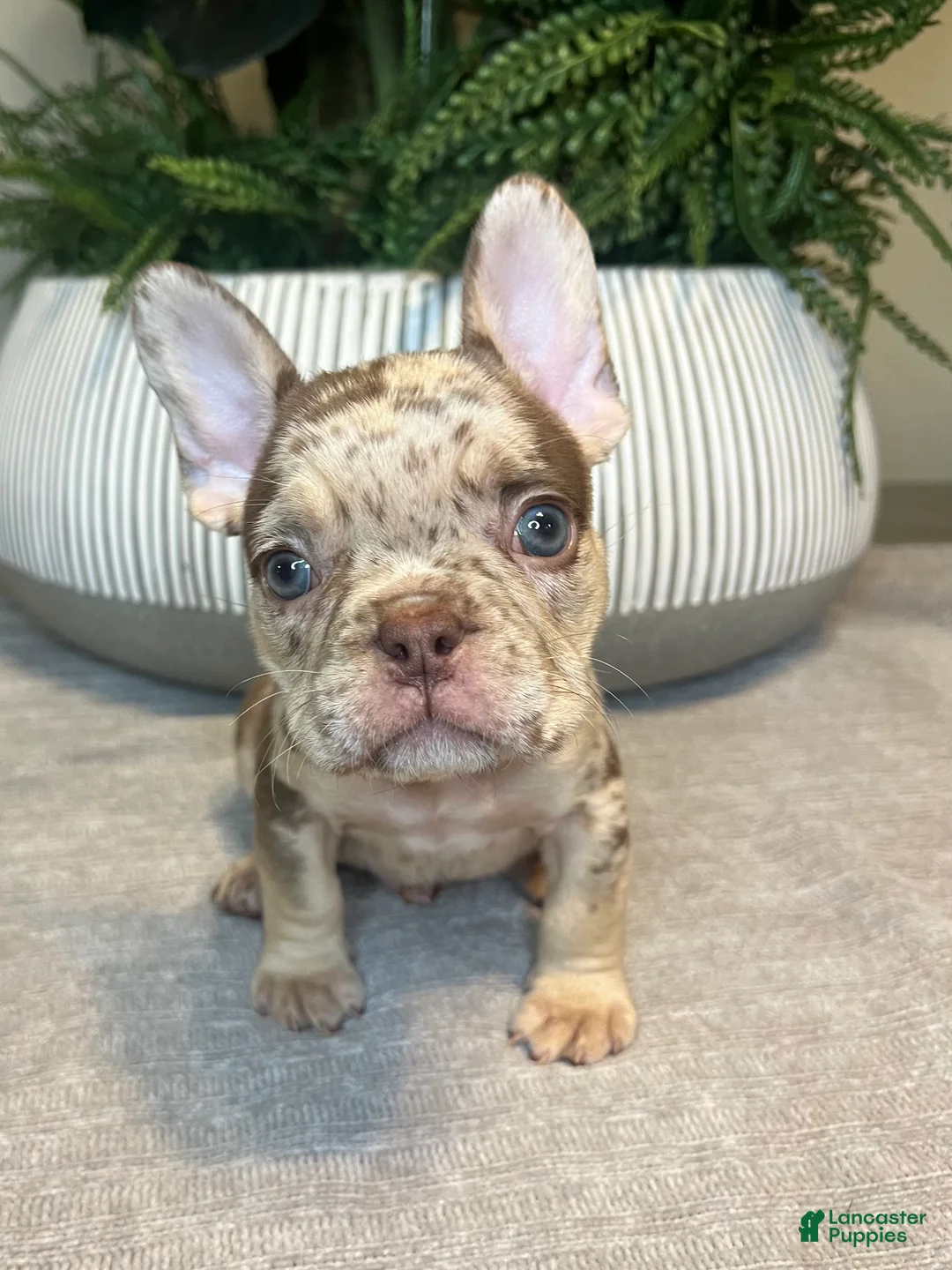 French Bulldog dogs for sale: Buddy - Ad 1