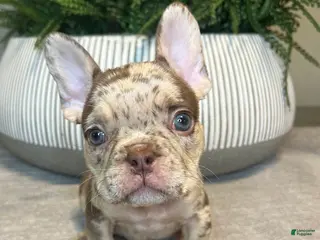 French Bulldog dogs Buddy - Ad 36