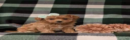 Maltipoo dogs for sale: Simone 6 lbs Full Grown - Ad 4