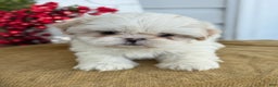 Shih Tzu dogs for sale: Pearl - Ad 6