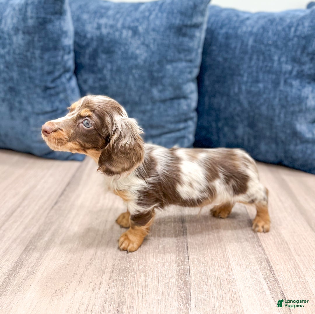 Miniature Dachshund dogs for sale: Snickers - Ad 3