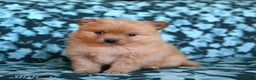 Pomeranian dogs for sale: Timmy - Ad 2