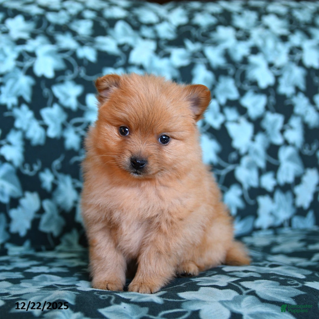 Pomeranian dogs for sale: Timmy - Ad 2