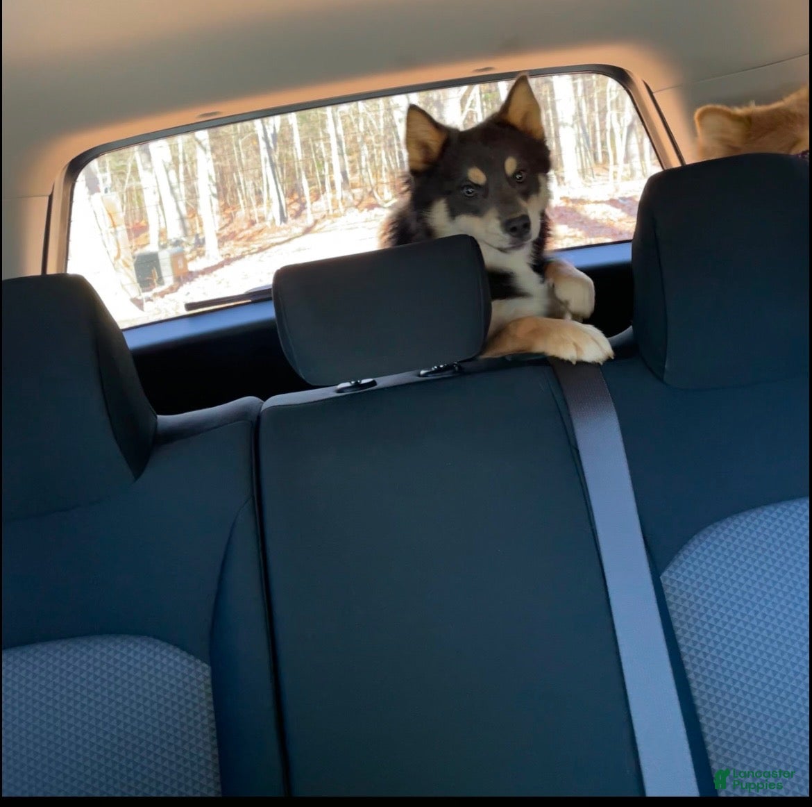 Pomsky dogs Grumpy - Ad 1