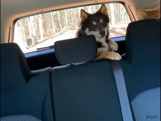 Pomsky dogs Grumpy - Ad 41