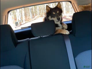 Pomsky dogs Grumpy - Ad 21