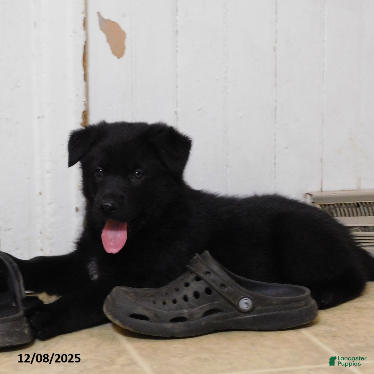 German Shepherd dogs Coffee - Ad 1