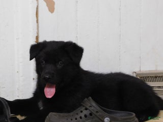 German Shepherd dogs Coffee - Ad 11