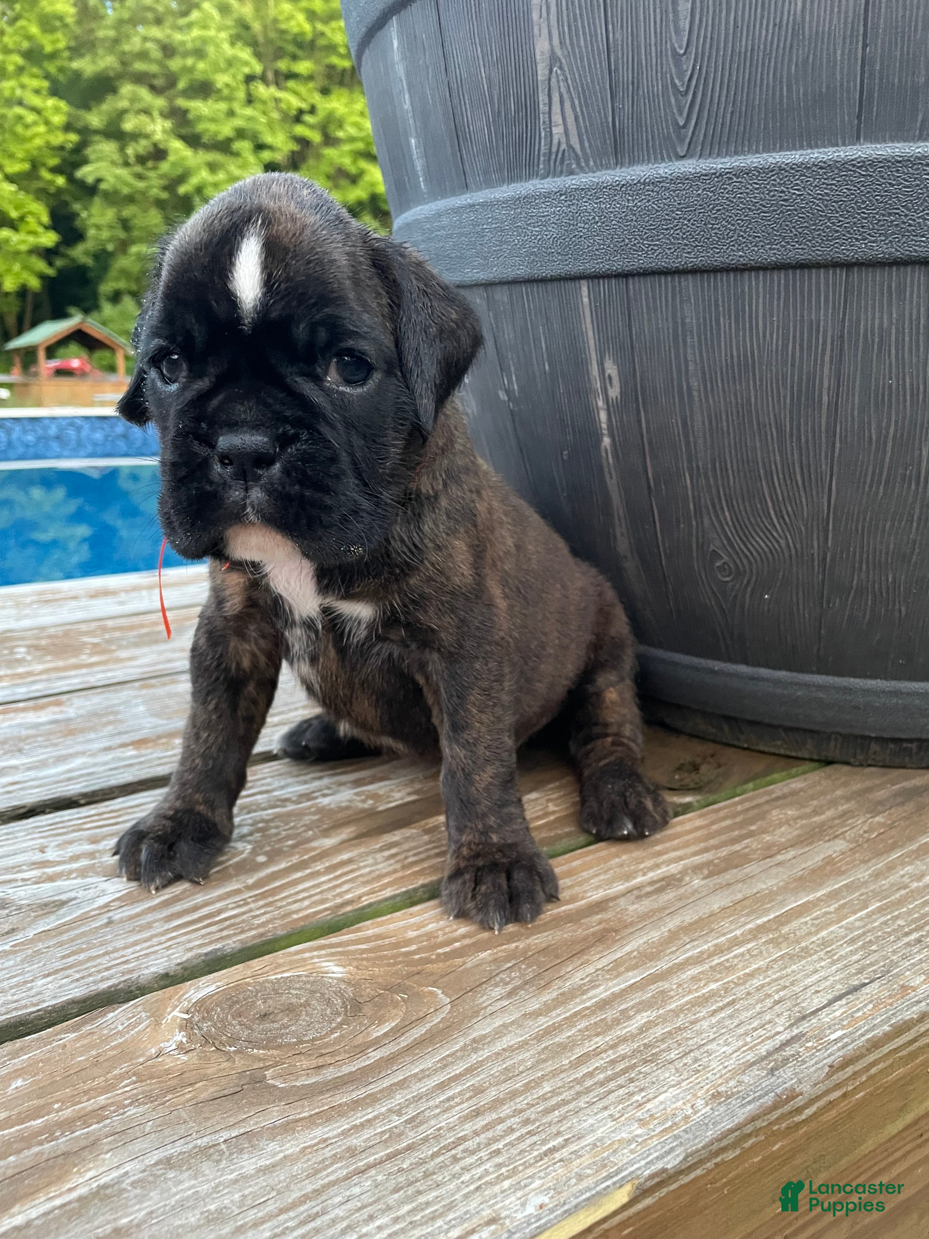 Boxer dogs Orange - Ad 1