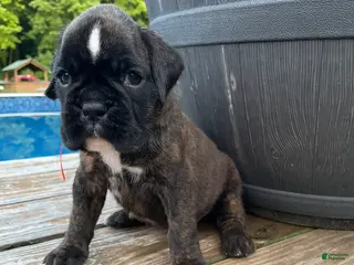 Boxer dogs for sale: Orange - Ad 1