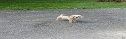Toy Poodle dogs for sale: Ruby-Potty Trained 5lbs Full GROWN - Ad 7