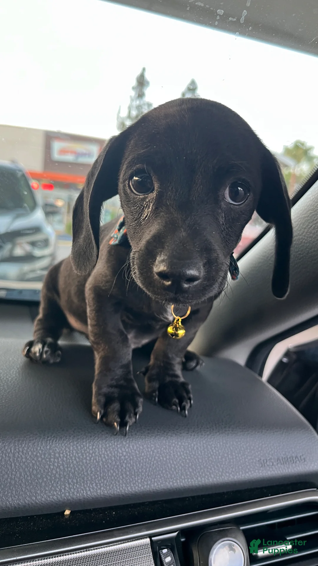 Dachshund dogs for sale: Dachshund Puppy 1 - Ad 2