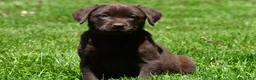 Labrador Retriever dogs for sale: Libby - Ad 8