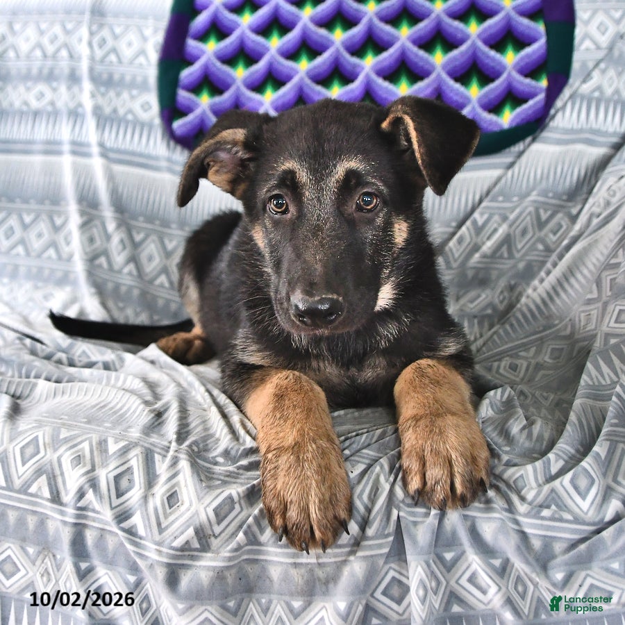 German Shepherd dogs Thomas - Ad 2