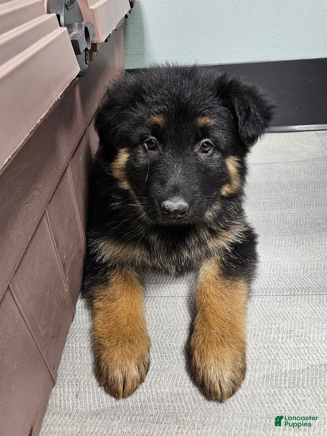 German Shepherd dogs for sale: Skye - Ad 5