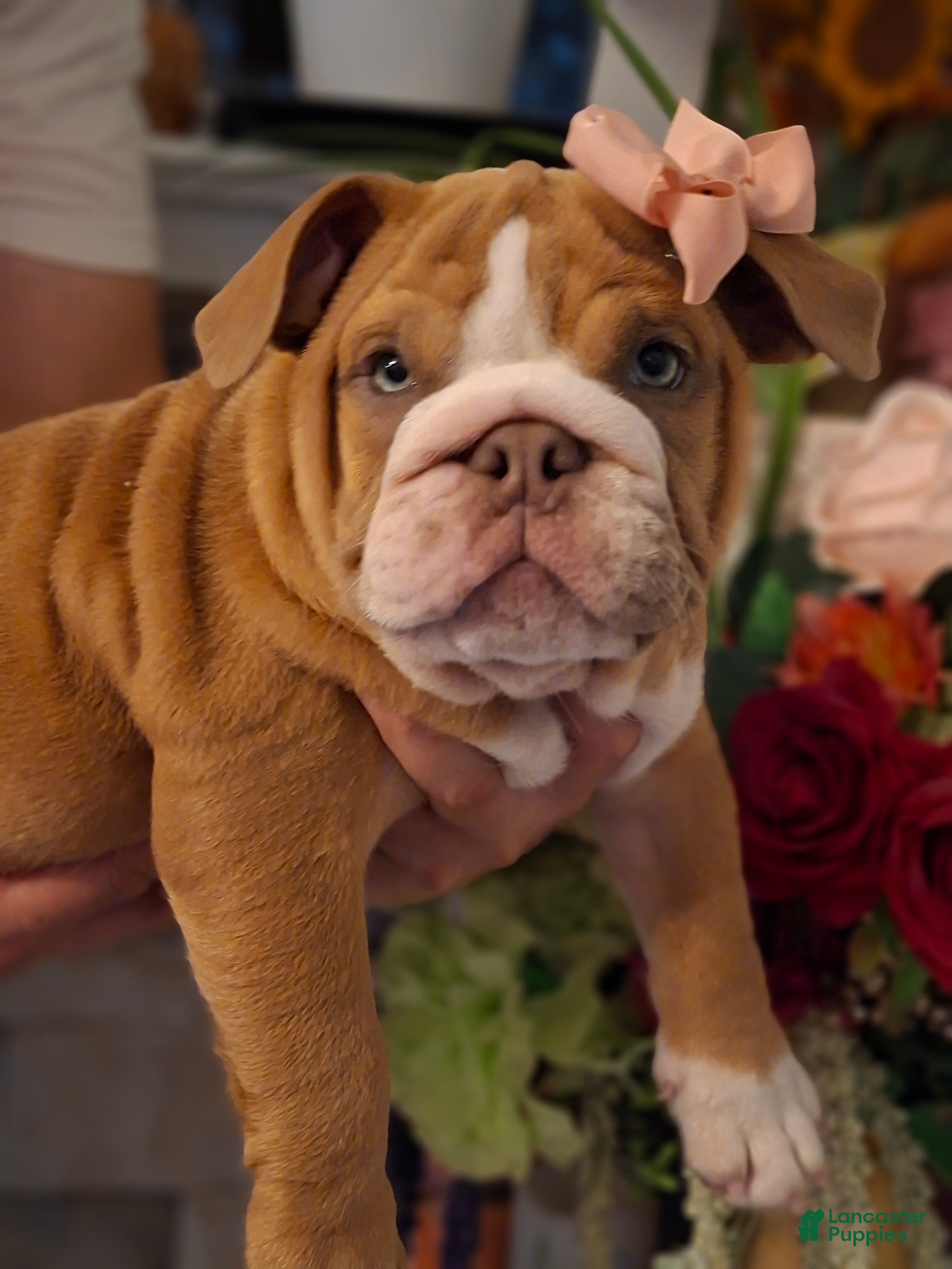 English Bulldog dogs English Bulldog tali - Ad 2