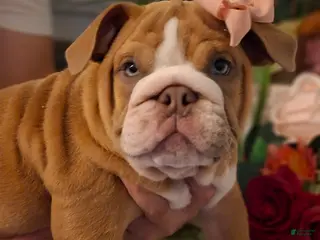 English Bulldog dogs English Bulldog tali - Ad 2