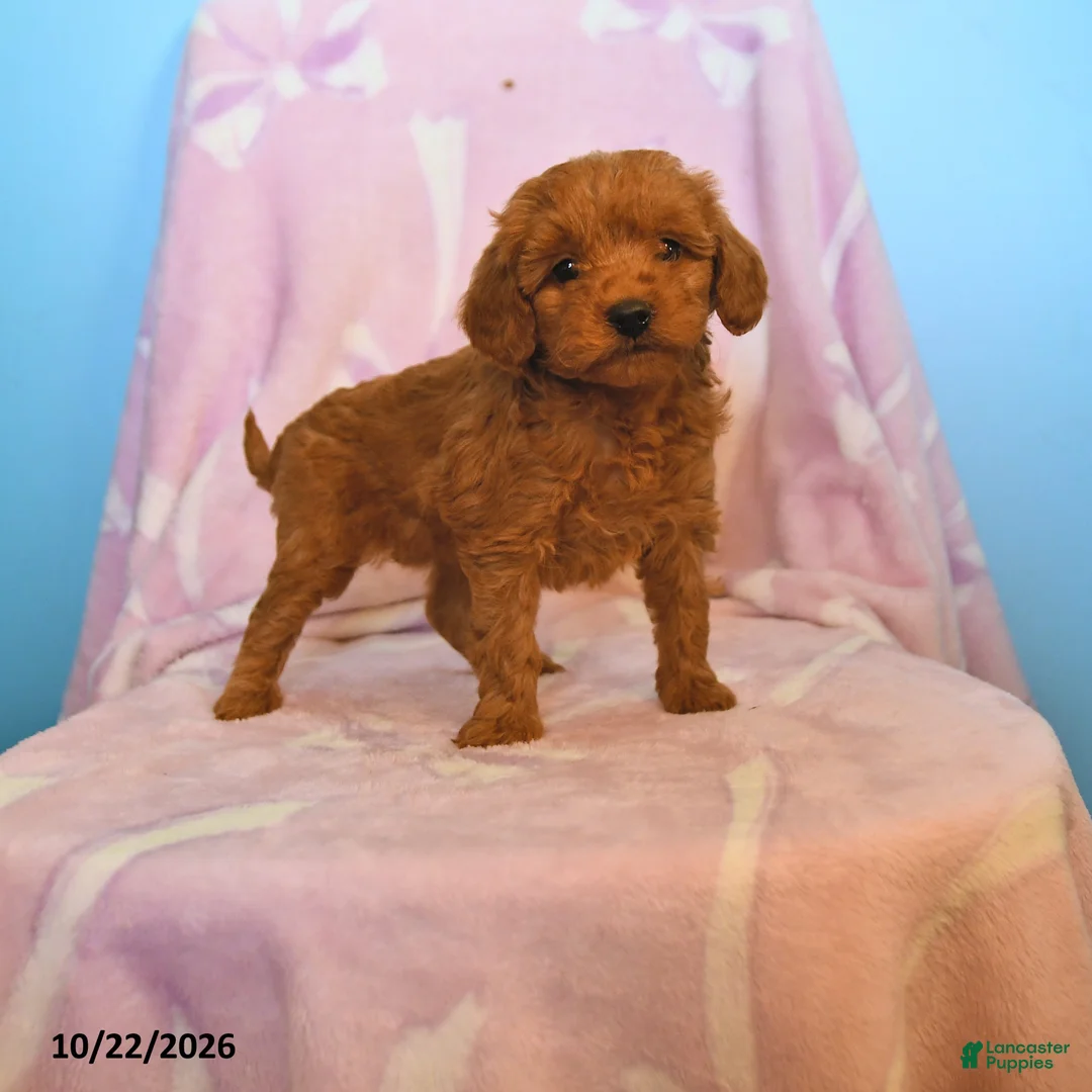 Mini Goldendoodle dogs for sale: Lilac - Ad 1