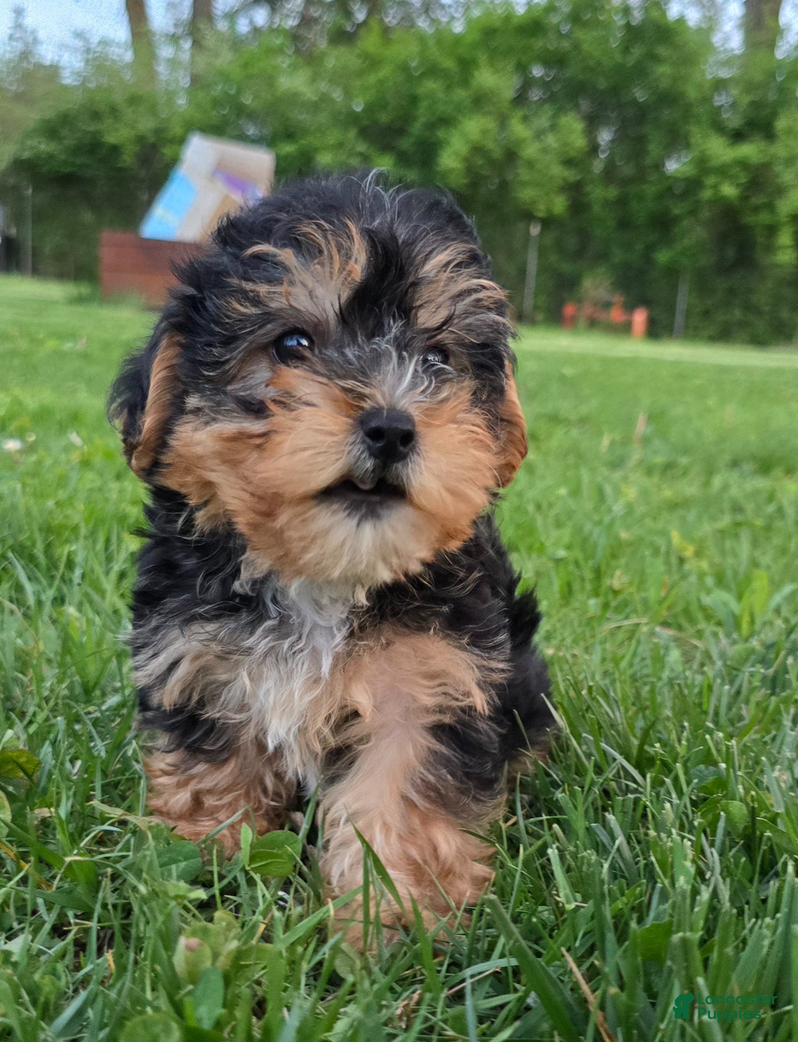 Yorkiepoo dogs Maya - Ad 2