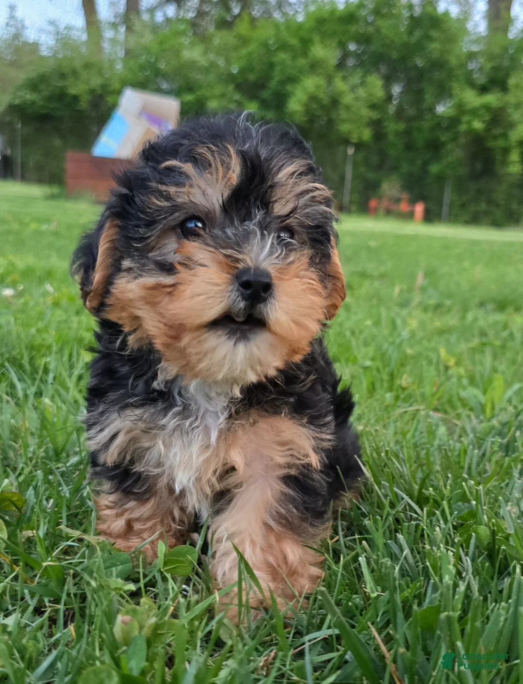 Yorkiepoo dogs for sale: Maya - Ad 2