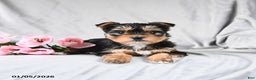 Morkie dogs for sale: Cookie - Ad 3