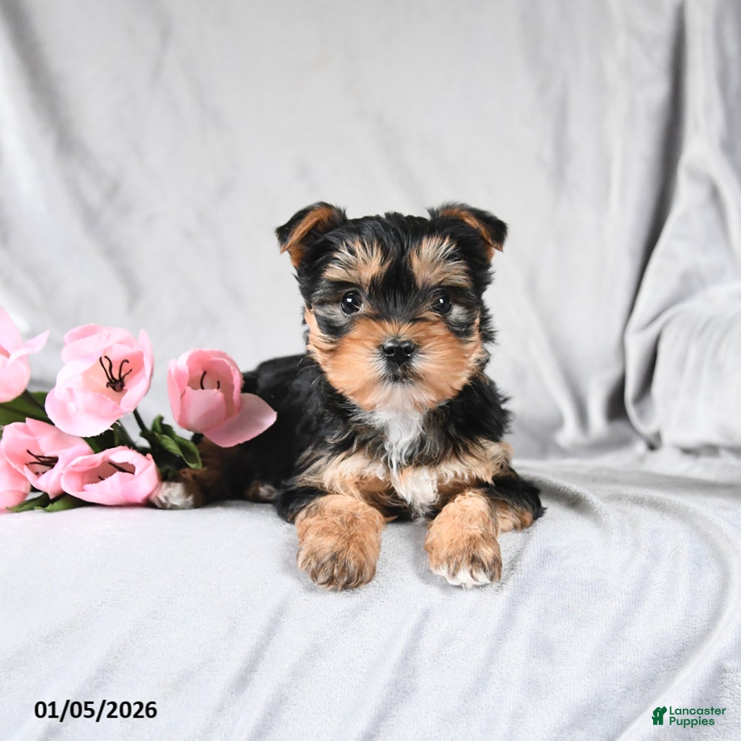 Morkie dogs for sale: Cookie - Ad 3