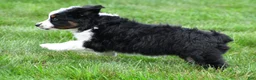 Miniature Australian Shepherd dogs for sale: Willow - Ad 4