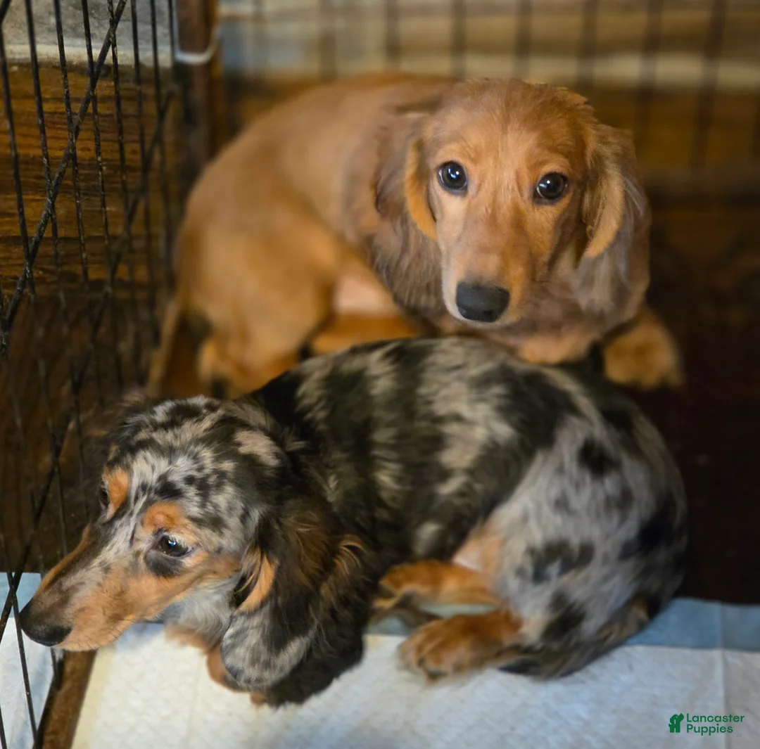 Miniature Dachshund dogs for sale: Miniature Dachshund Puppy 1 - Ad 2