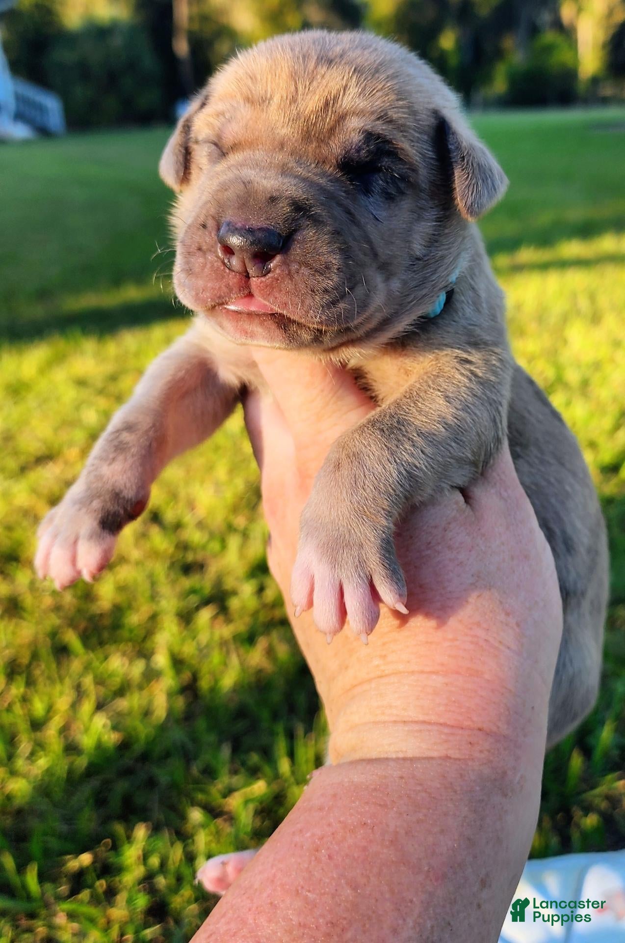 Great Dane dogs for sale: Marvin  - Ad 14