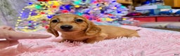 Miniature Dachshund dogs for sale: Russian red Triscuit larger - Ad 4