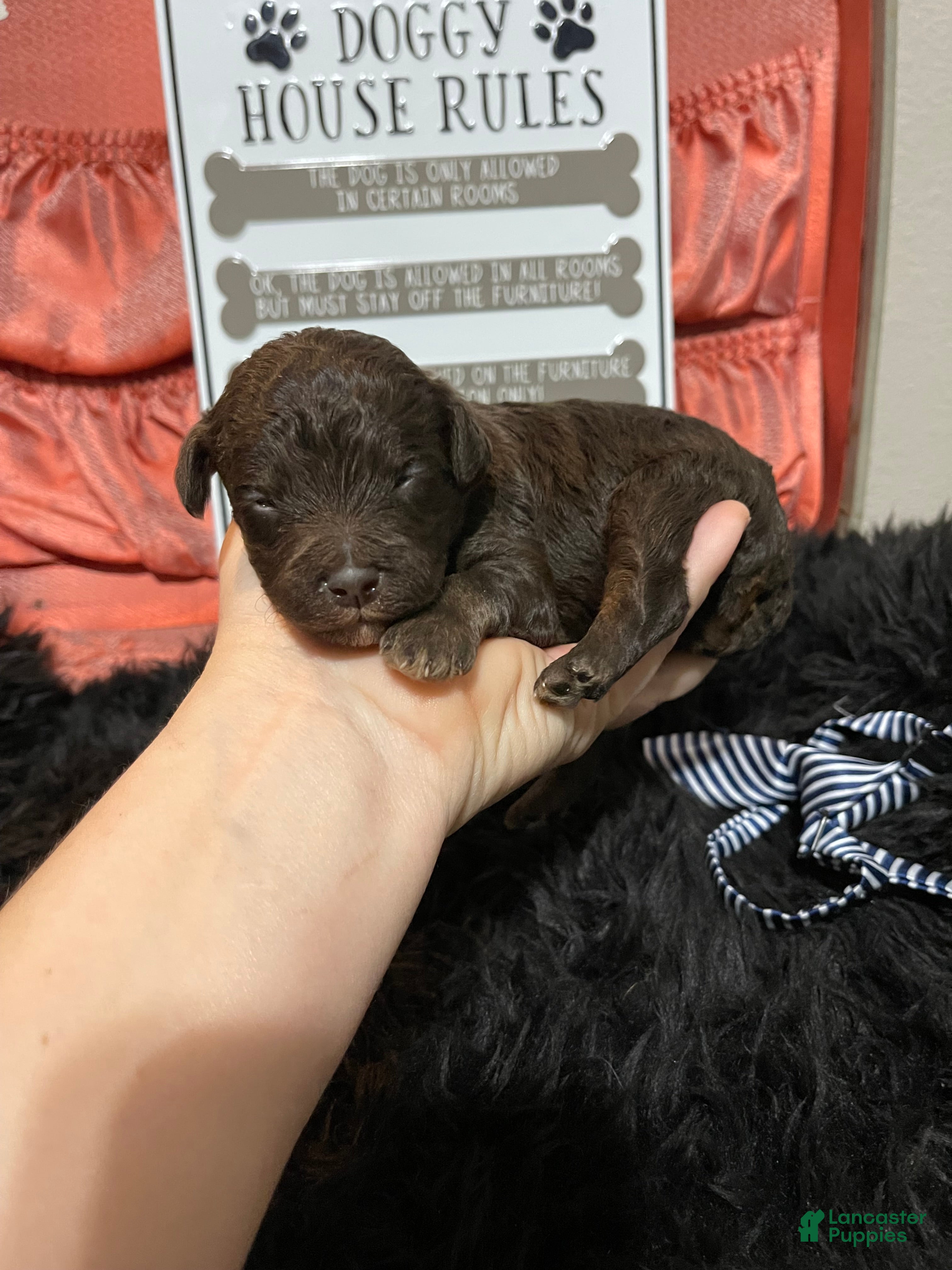 Miniature Poodle dogs Akc Clear Chocolate Phantom Boy 1 - Ad 17