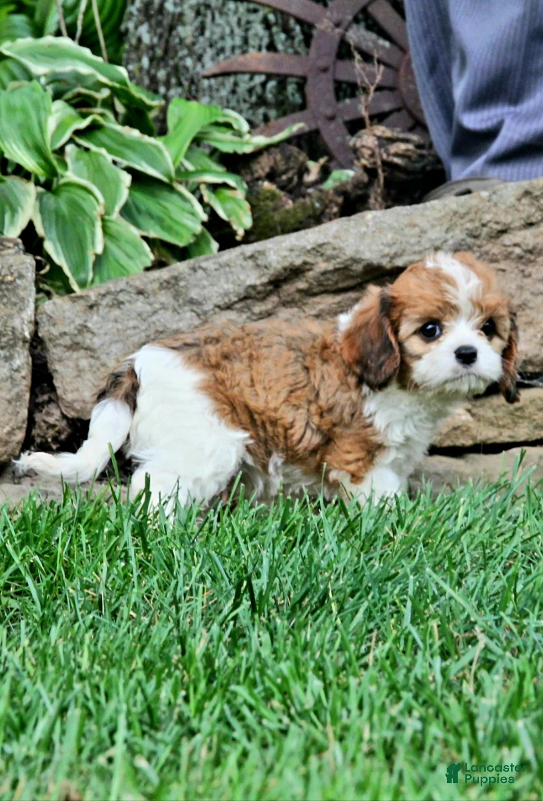 Cavapoo dogs for sale: Remi - Ad 2