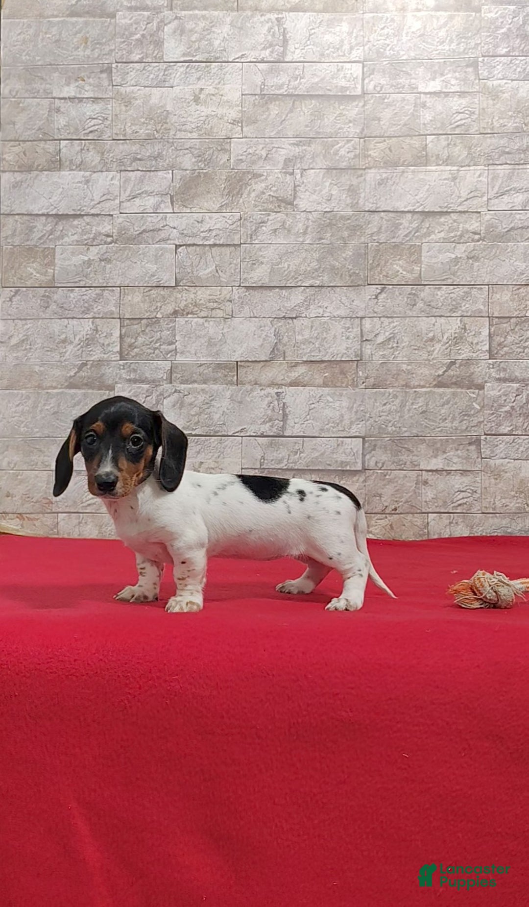 Miniature Dachshund dogs for sale: Sandra - Ad 4