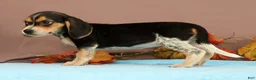Beagle dogs for sale: Delight - Ad 2