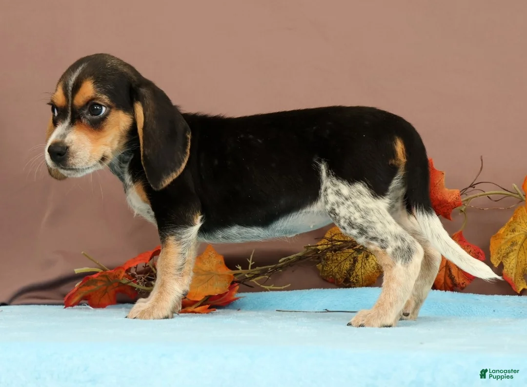 Beagle dogs for sale: Delight - Ad 2