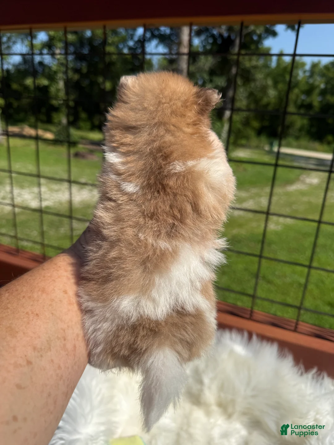 Pomeranian dogs for sale: #1 - Ad 2