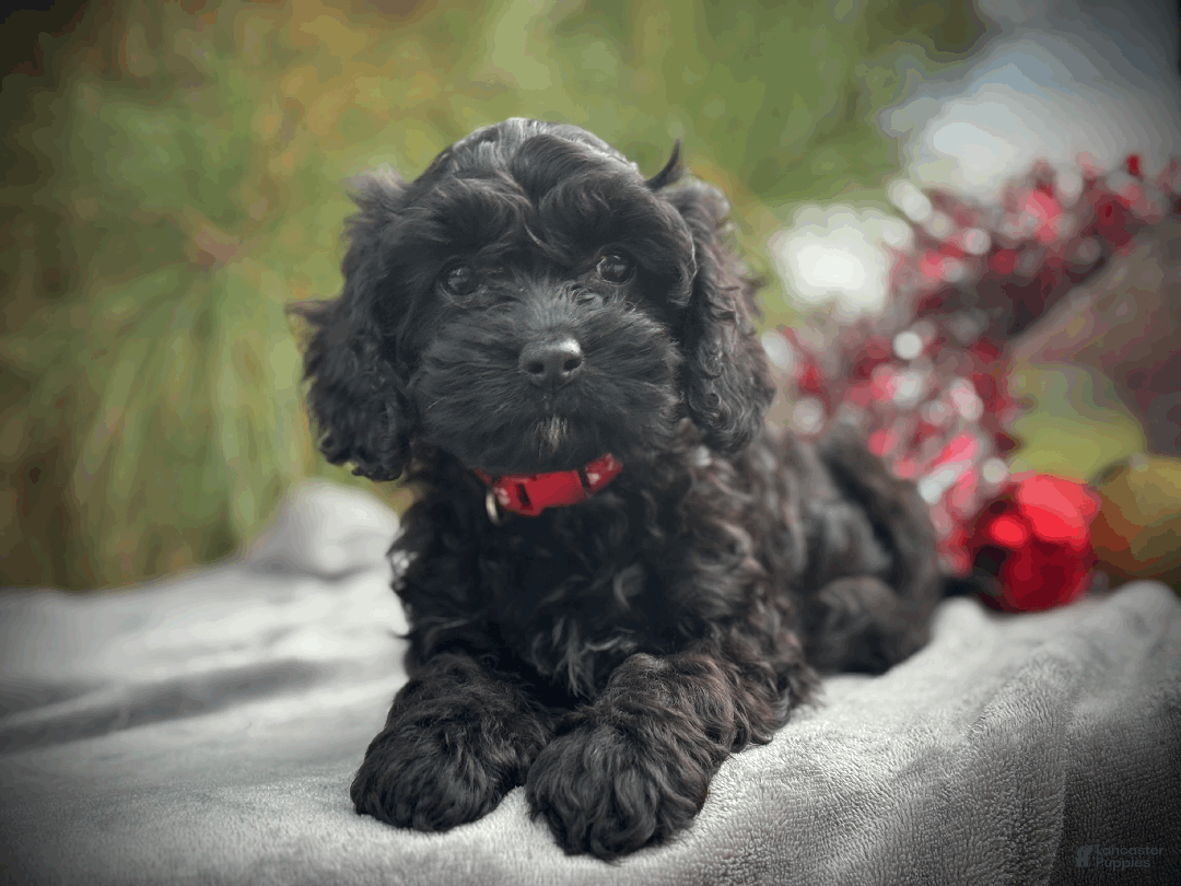 Cockapoo dogs for sale: Amber - Ad 3