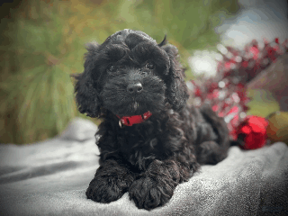 Cockapoo dogs Amber - Ad 9