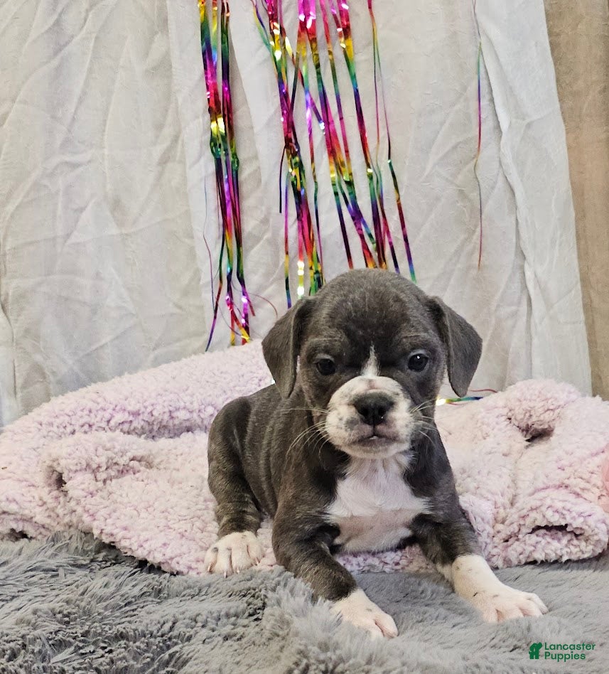 Mixed Breed dogs Shadow - Ad 40