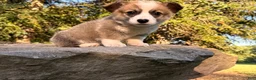 Welsh Corgi Pembroke dogs for sale: Teddy - Ad 9