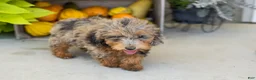 Miniature Poodle dogs for sale: Sawyer  - Ad 6