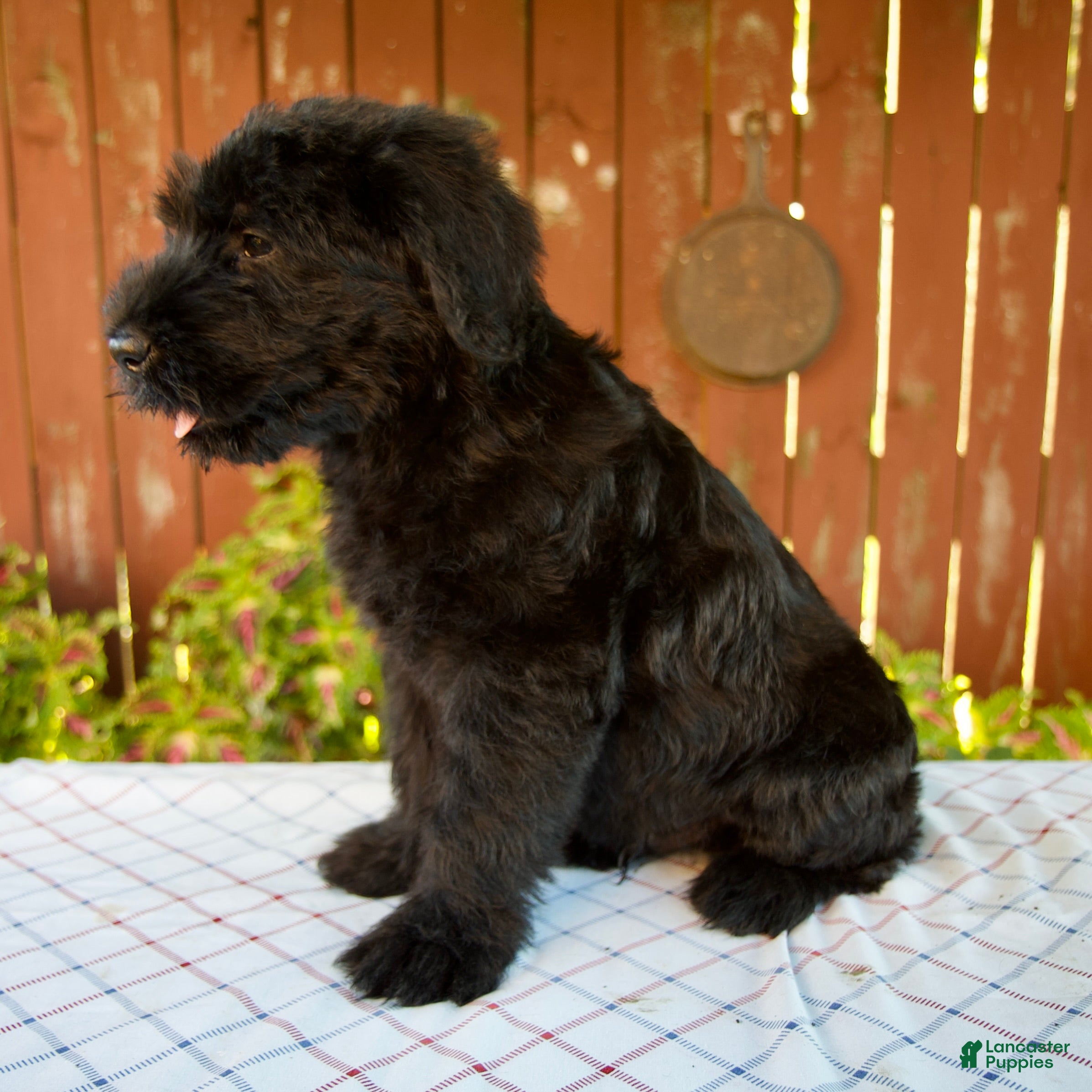 Giant Schnauzer dogs Olen - Ad 2