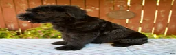 Giant Schnauzer dogs for sale: Olen - Ad 2