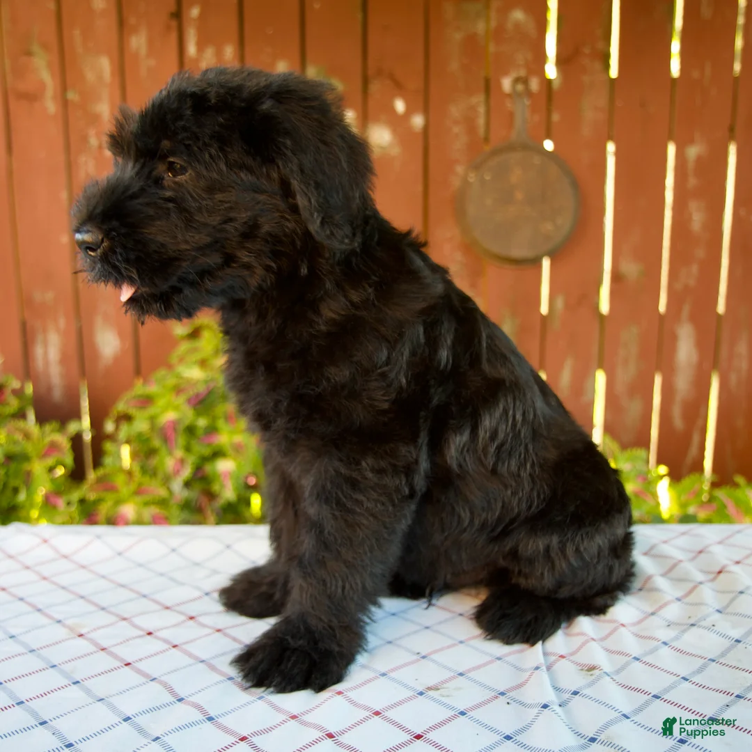 Giant Schnauzer dogs for sale: Olen - Ad 2
